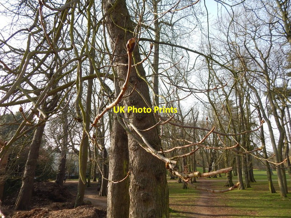Photo 6"x4" Sticky bud in Christchurch Park Ipswich c2014