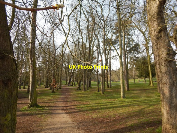 Photo 6"x4" Avenue of Horse Chestnut trees in Christchurch Park Ipswich c2014