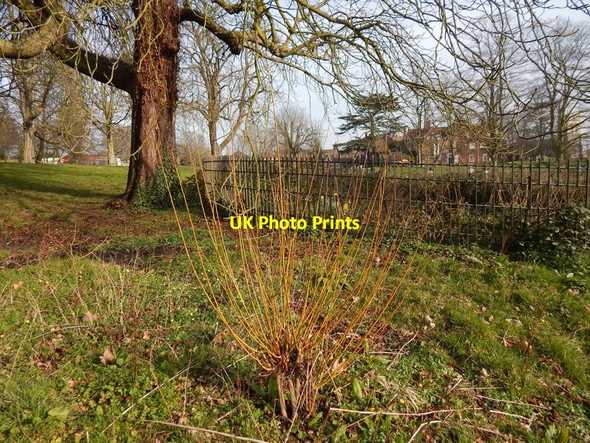 Photo 6"x4" Willow tree in Christchurch Park Ipswich c2014