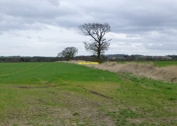 Photo 6"x4" Overgrown fence between arable fields West Thirston\/NZ1899 c2014