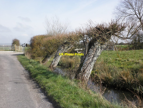 Photo 6"x4" Pollarded willows on Pill Road Vole c2014