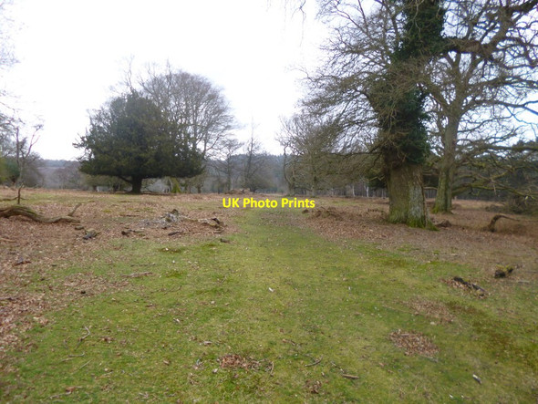 Photo 6"x4" Bratley Wood, forestry track Stoney Cross c2014