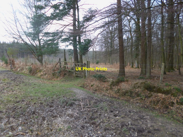 Photo 6"x4" North Oakley Inclosure, gate Stoney Cross c2014