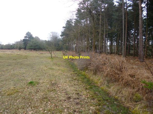 Photo 6"x4" North Oakley Inclosure, embankment & ditch Stoney Cross c2014