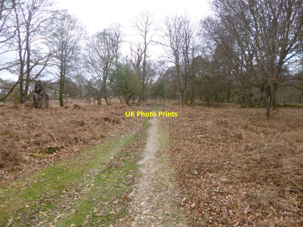 Photo 6"x4" Bratley Inclosure, forestry track Bratley Inclosure c2014