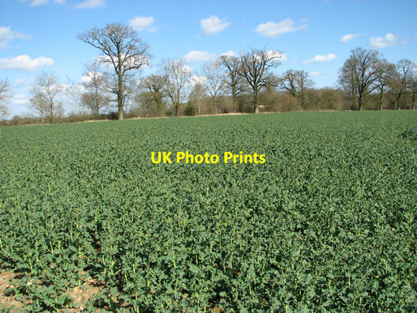 Photo 6"x4" Trees growing alongside a field edge Ketteringham c2014