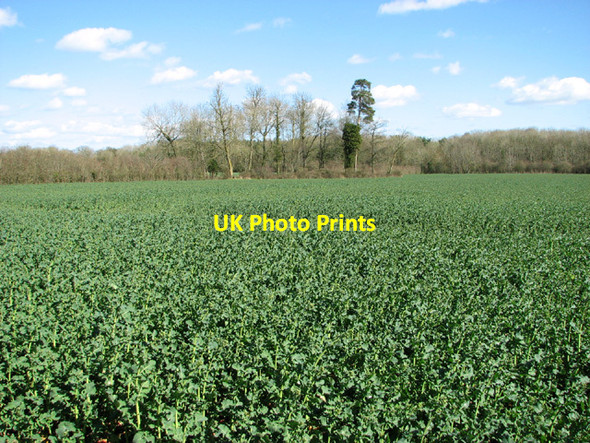 Photo 6"x4" Copse in field by Outerpark Wood Ketteringham c2014
