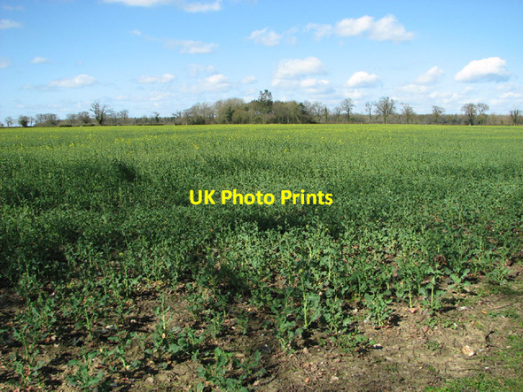 Photo 6"x4" Flowering oilseed rape Ketteringham c2014