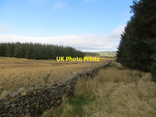 Photo 6"x4" Forest  edge Southdean c2014