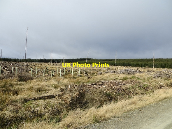 Photo 6"x4" Felled area, Wauchope Forest Southdean c2014