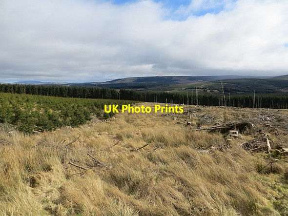 Photo 6"x4" Ride, Wauchope Forest Wellcleuch Plantn c2014
