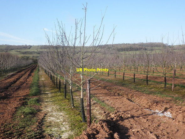 Photo 6"x4" Fruit Farm, Shiplate Shiplate c2014