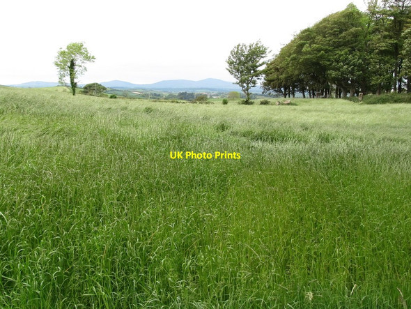 Photo 6"x4" Cropland west of the Ballynoe Road Downpatrick c2011