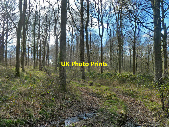 Photo 6"x4" Track into Worthlodge Forest Worth Abbey c2014