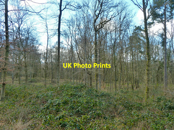 Photo 6"x4" Worthlodge Forest Worth Abbey c2014