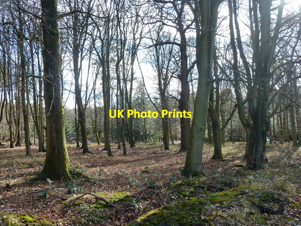 Photo 6"x4" Worthlodge Forest Worth Abbey c2014