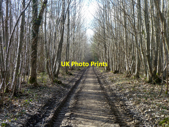 Photo 6"x4" Footpath 83W in Worthlodge Forest Worth Abbey c2014 P1