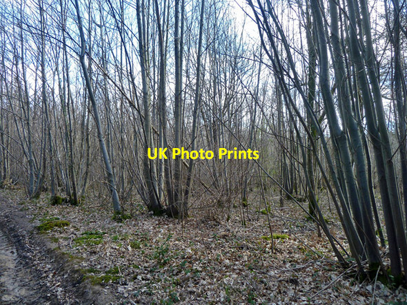 Photo 6"x4" Coppice, Worthlodge Forest Worth Abbey c2014