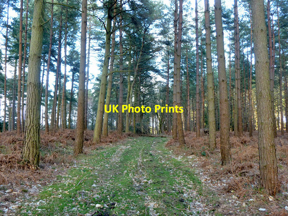 Photo 6"x4" Private track into private woodland Maidenbower c2014