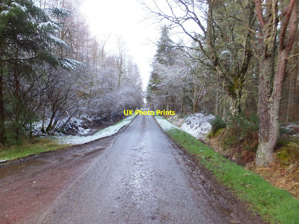 Photo 6"x4" Road through Bellton Wood Munlochy c2014