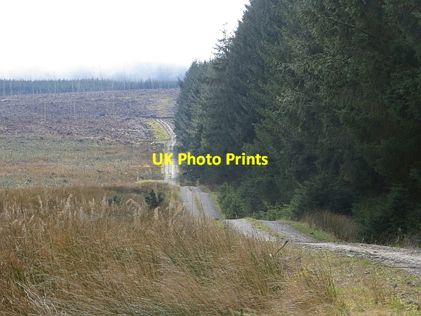 Photo 6"x4" Logging road, Wauchope Forest Southdean c2014