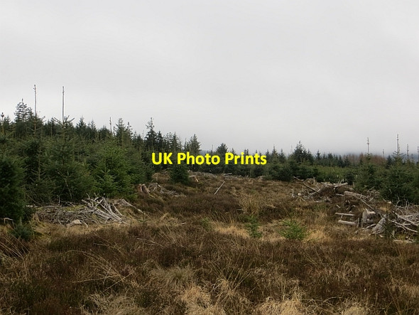 Photo 6"x4" Wauchope Forest Jedhead c2014