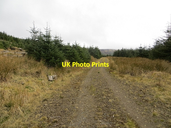 Photo 6"x4" Track, Wauchope Forest Southdean c2014