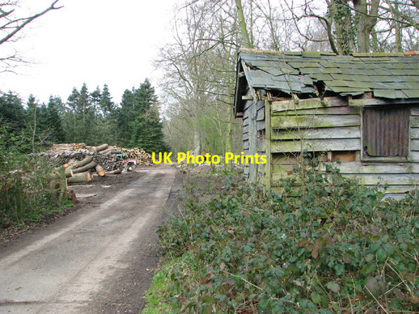 Photo 6"x4" Woodyard in Beech Wood Earsham c2014