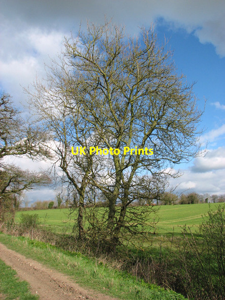 Photo 6"x4" Alders growing beside drainage ditch Denton\/TM2788 c2014