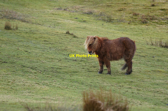 Photo 6"x4" Shetland pony, Northdale Bothen c2014