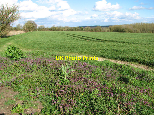 Photo 6"x4" Footpath skirting cereal crop by South Farm Alburgh c2014