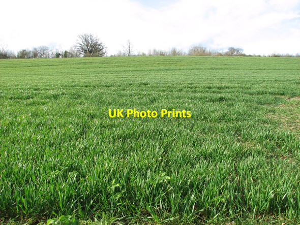 Photo 6"x4" Cereal crop north of Low Road Alburgh c2014