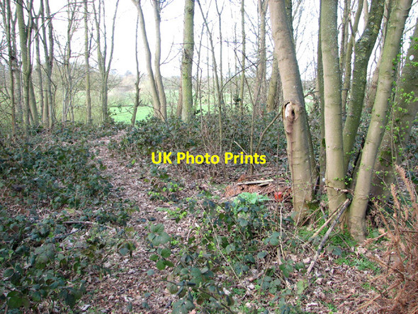 Photo 6"x4" View into Long Plantation Flixton\/TM3186 c2014