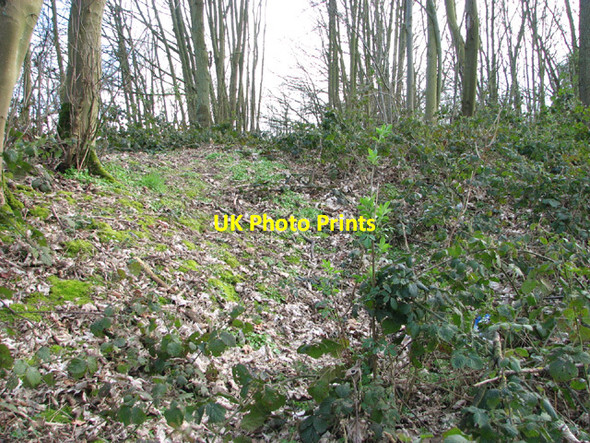 Photo 6"x4" Long Plantation Flixton\/TM3186 c2014
