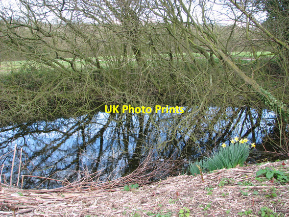 Photo 6"x4" Daffodils beside small pond in Grange Road Flixton\/TM3186 c2014