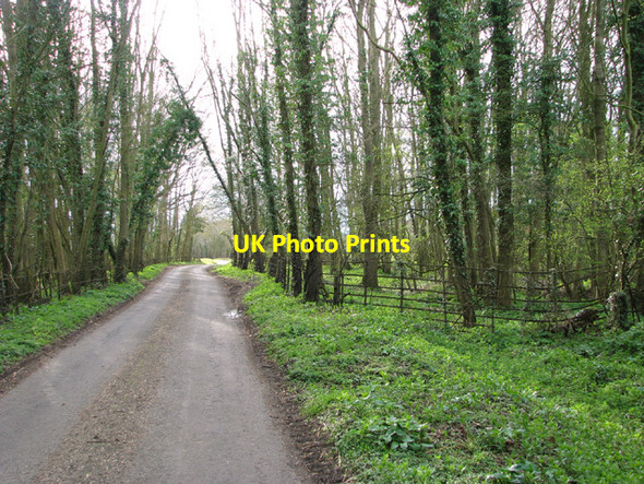 Photo 6"x4" Sir Frederick's Wood Flixton\/TM3186 c2014