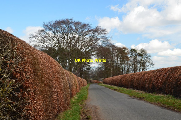 Photo 6"x4" Minor road near Maxton Maxton\/NT6130 c2014