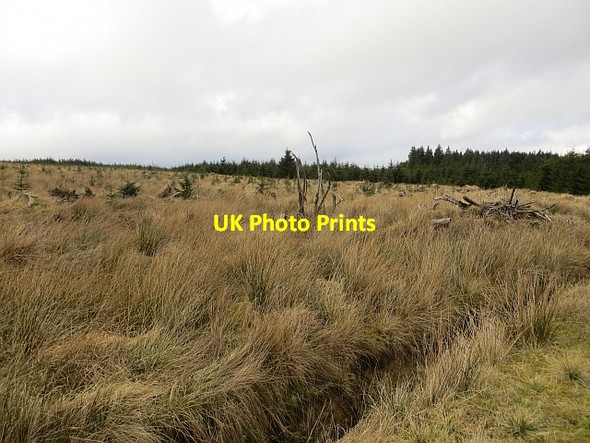 Photo 6"x4" Wauchope Forest Wellcleuch Plantn c2014