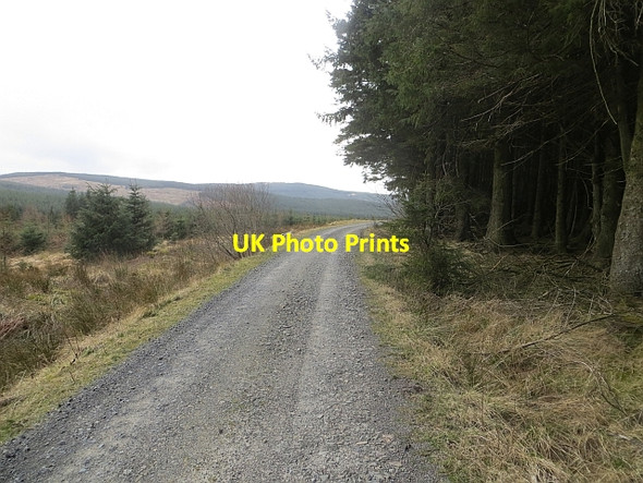 Photo 6"x4" Wauchope Forest Hyndlee Burn c2014