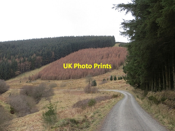 Photo 6"x4" Logging road, Wauchope Forest Brockie Law c2014