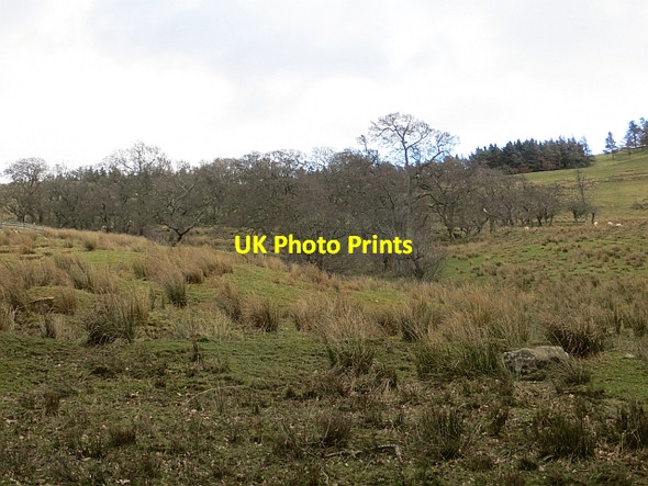 Photo 6"x4" Alder wood, Wolfelee Cleuch Head c2014