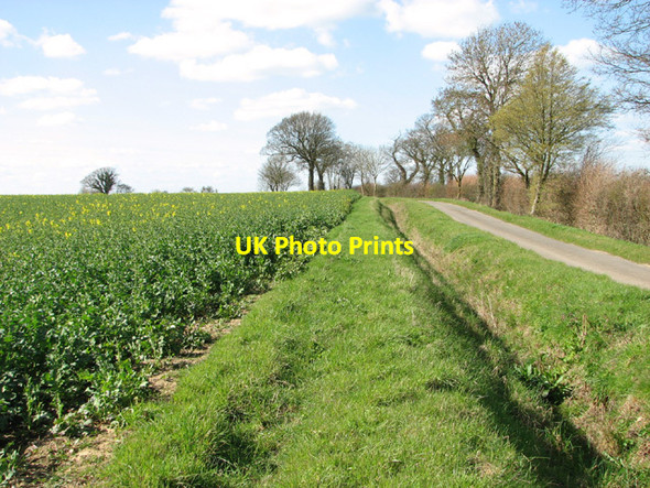 Photo 6"x4" Flowering oilseed rape beside Mundy's Road Mendham c2014
