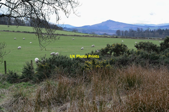 Photo 6"x4" Sheep grazing near Harrietsfield Ancrum c2014