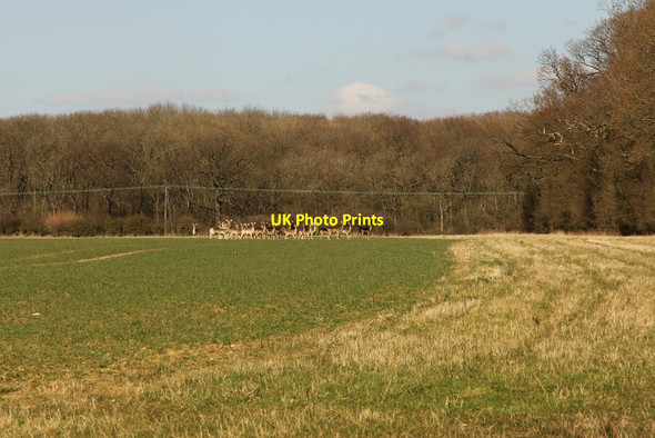 Photo 6"x4" Roe deer Sapperton\/TF0133 c2014