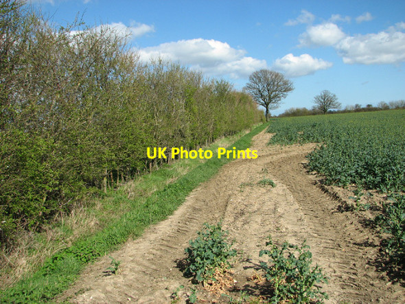 Photo 6"x4" Field boundary hedge, Common Road St Margaret South Elmham c2014