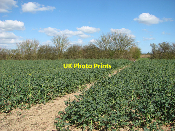 Photo 6"x4" Field broundary hedge in crop field St Margaret South Elmham c2014
