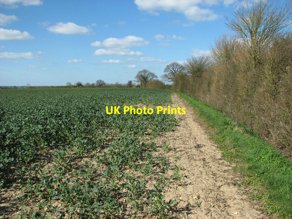 Photo 6"x4" View along a field boundary hedge St Margaret South Elmham c2014