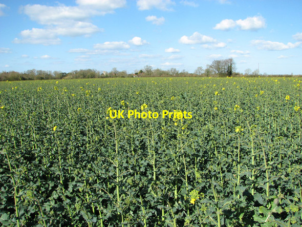 Photo 6"x4" Oilseed rape crop by St James South Elmham St James South Elmham c2014