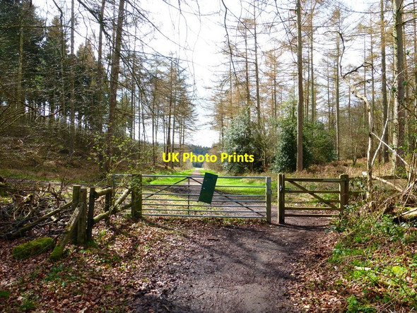 Photo 6"x4" Bridleway into the woods Beech\/SU6938 c2014