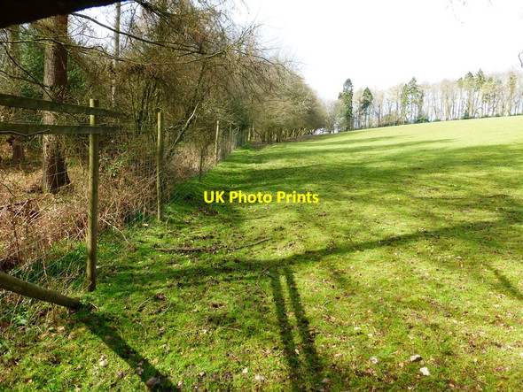 Photo 6"x4" Woodland edge of field Beech\/SU6938 c2014